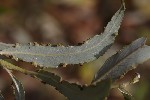 5du32606 - Aculus craspedobius