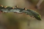 5du32612 - Aculus craspedobius