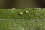 5du32616 - Aculus tetanothrix