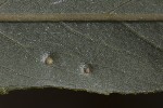 5du32620 - Aculus tetanothrix