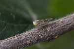 5du32641 - Tremulicerus vitreus