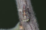 5du32666 - Tremulicerus vitreus