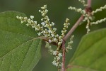 5du32681 - Reynoutria japonica