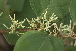 5du32682 - Reynoutria japonica
