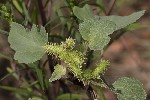 5du32702 - Xanthium strumarium