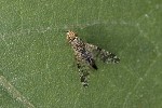 5du32711 - Campiglossa sp.