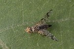 5du32727 - Campiglossa sp.
