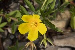 5du32729 - Ludwigia grandiflora