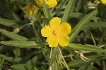 5du32733 - Ludwigia grandiflora