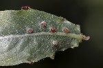 5du32747 - Aceria iteina