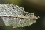 5du32750 - Aceria iteina