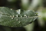 5du32758 - Phyllocnistis sp.