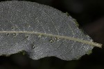 5du32770 - Aceria iteina