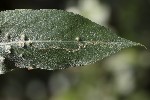 5du32774 - Phyllocnistis sp.