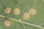 5du32873 - Neuroterus quercusbaccarum