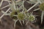 5du32927 - Eryngium campestre