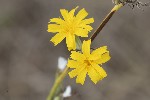 5du32943 - Chondrilla juncea