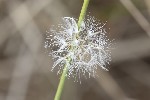 5du32948 - Chondrilla juncea