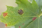5du32988 - Rhytisma acerinum