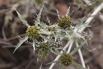 5du33002 - Eryngium campestre
