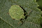 5du33020 - Palomena prasina