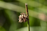5du33070 - Juncus effusus