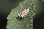 5du33077 - Psyche sp.