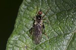 5du33086 - Hybos femoratus