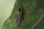 5du33106 - Hybos femoratus