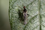 5du33113 - Hybos femoratus