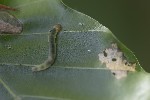 5du33166 - Diurnea fagella