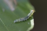 5du33175 - Diurnea fagella