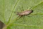 5du33206 - Nabis sp.