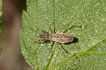 5du33218 - Nabis sp.