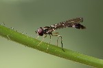 5du33229 - Baccha elongata