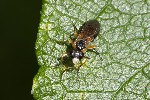 5du33258 - Athalia sp.