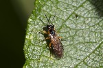 5du33276 - Athalia sp.