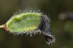 5du33282 - Contarinia pulchripes