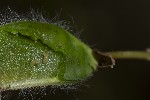 5du33298 - Contarinia pulchripes