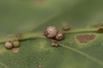 5du33350 - Neuroterus anthracinus