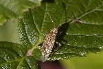 5du33457 - Stictopleurus punctatonervosus