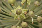 5du33510 - Hedera helix