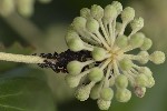 5du33527 - Aphis fabae