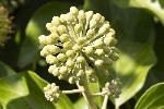 5du33535 - Hedera helix