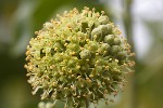 5du33551 - Hedera helix