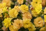 5du33554 - Kalanchoe crenata
