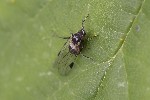 5du33560 - Anoecia corni
