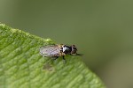 5du33584 - Cheilosia sp.