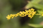 5du33590 - Solidago canadensis