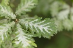 5du33623 - Erysiphe hypophylla